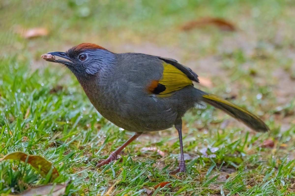 Silver-eared Laughingthrush - Jaap Velden