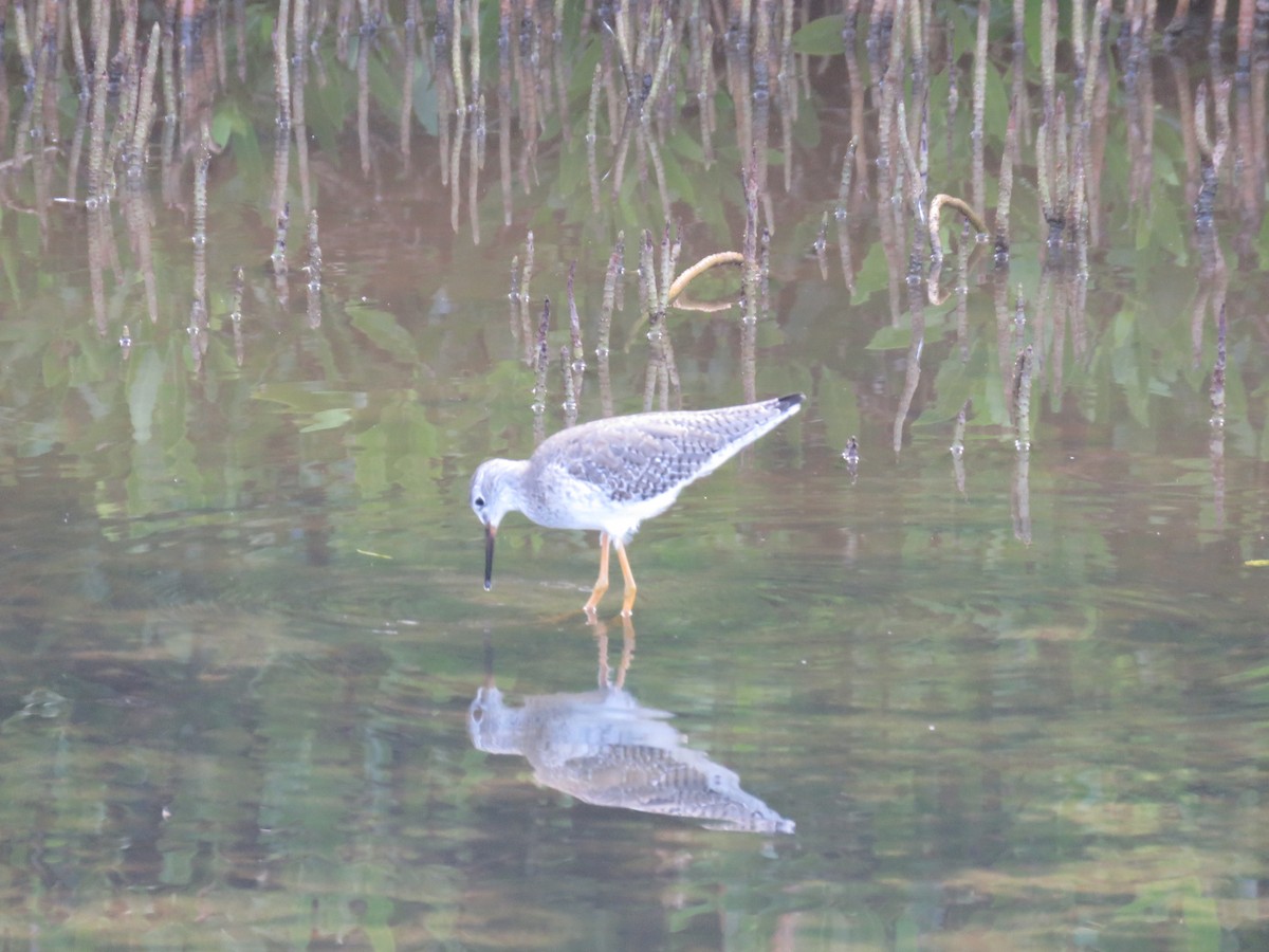 Lesser Yellowlegs - Kevin Wistrom