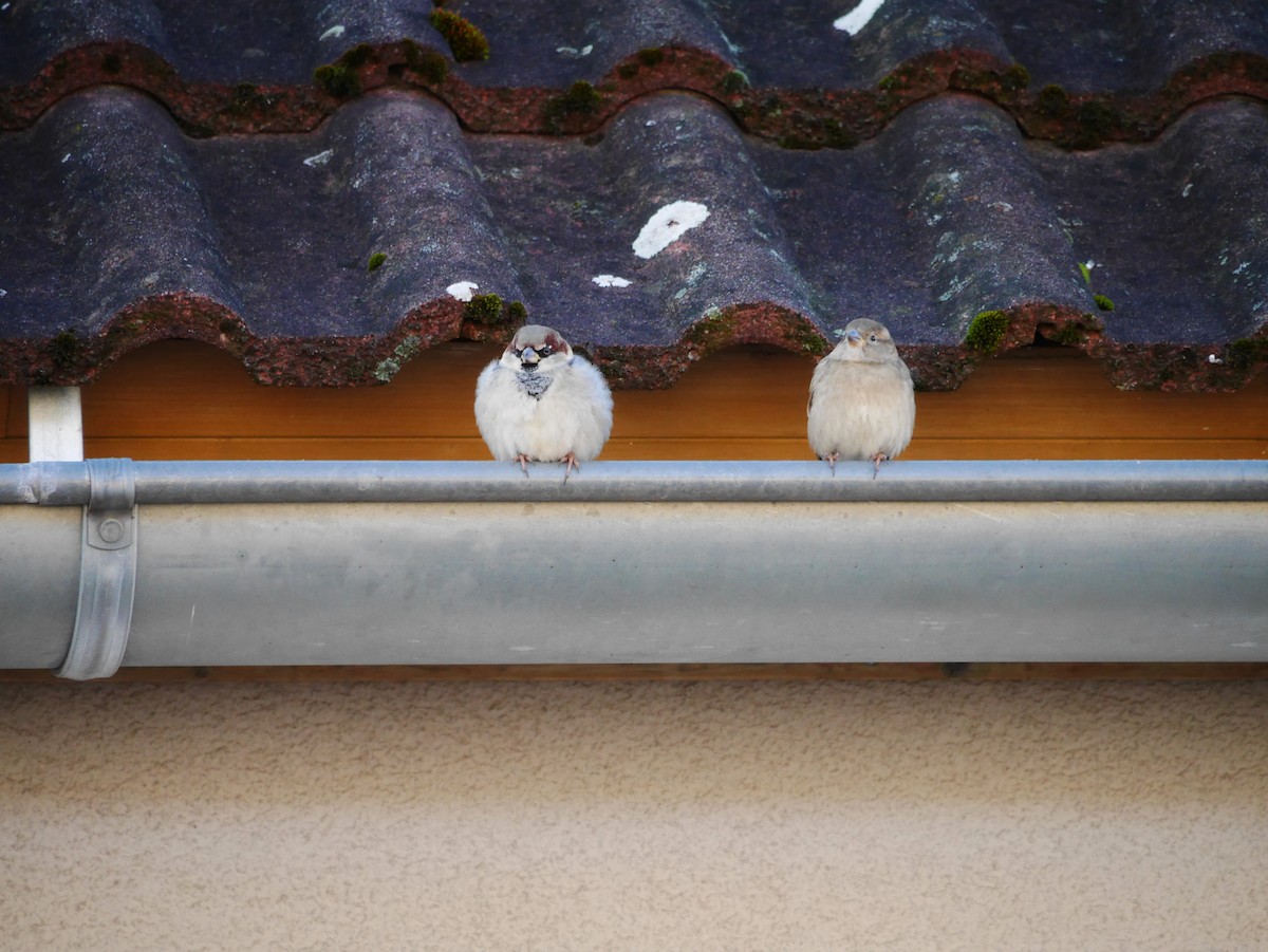 House Sparrow - ML612715168