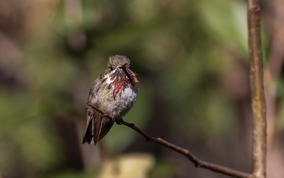 Calliope Hummingbird - ML612715186