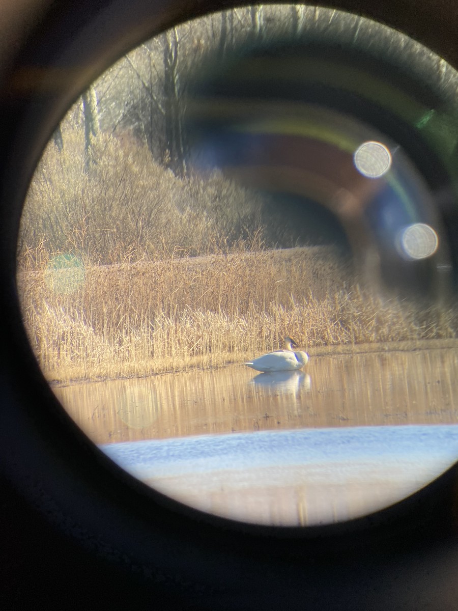 Trumpeter Swan - ML612715206