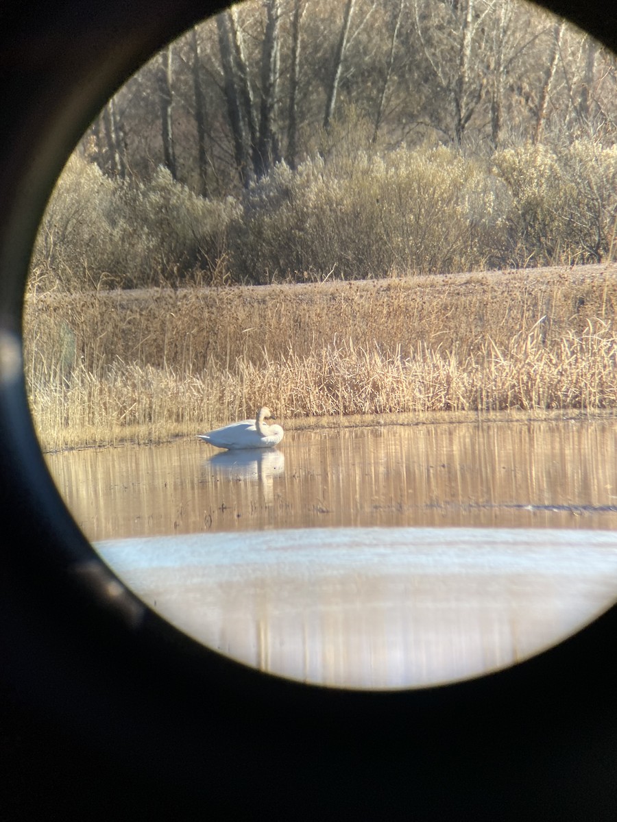 Trumpeter Swan - ML612715207
