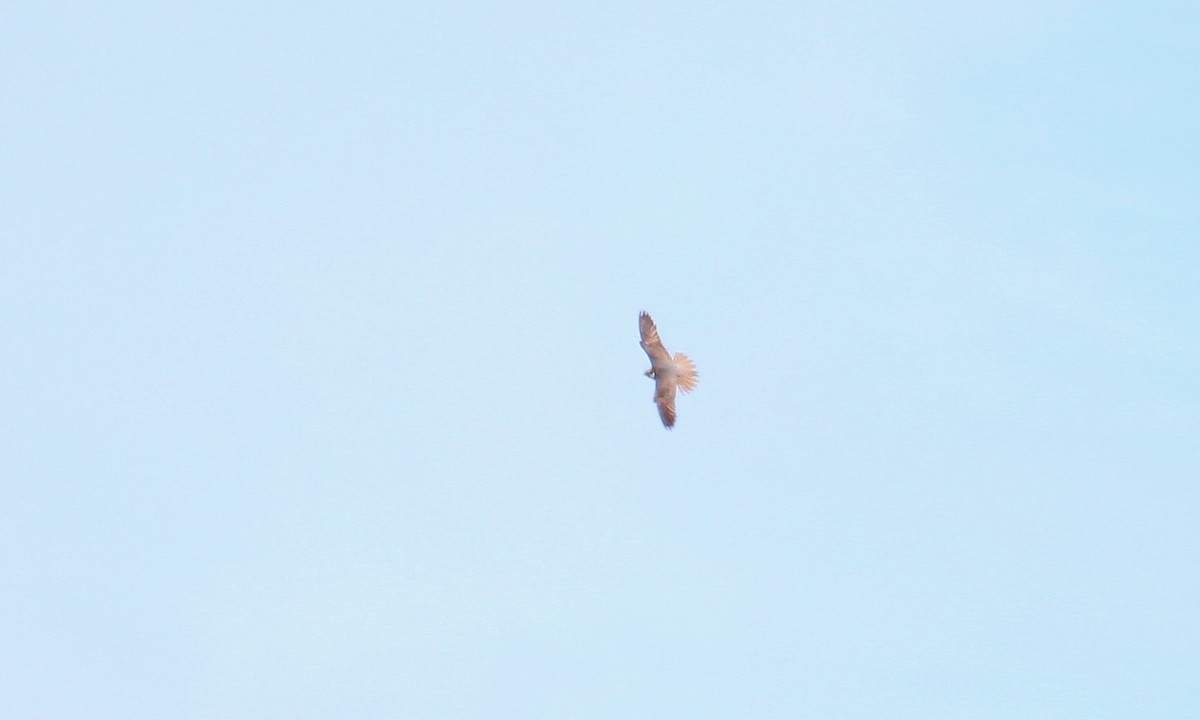 Eurasian Hobby - ML612715218