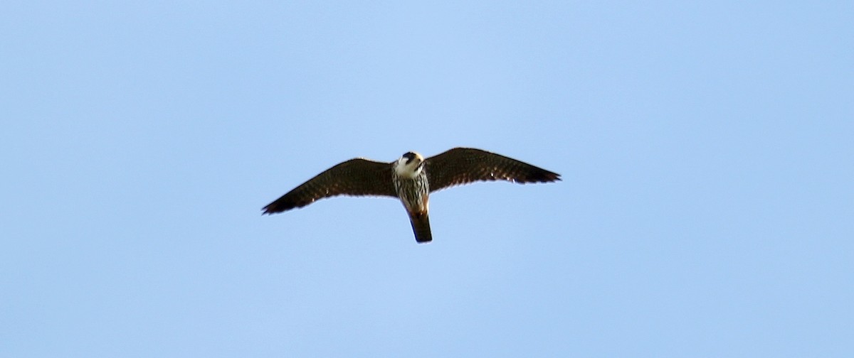 Eurasian Hobby - ML612715222