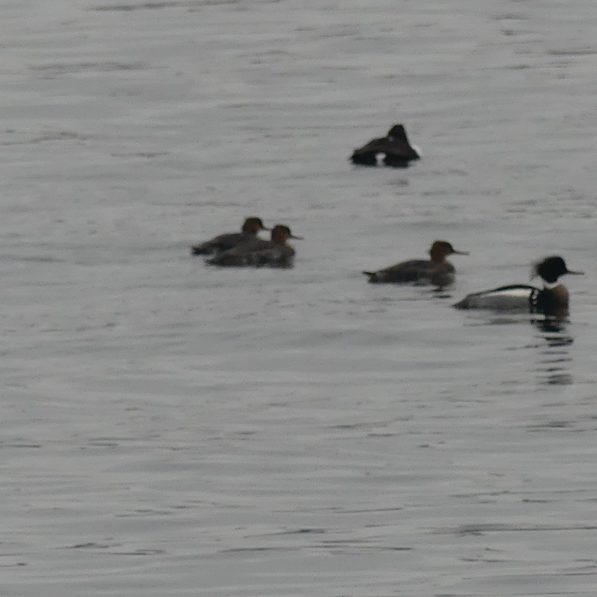 Red-breasted Merganser - ML612715245