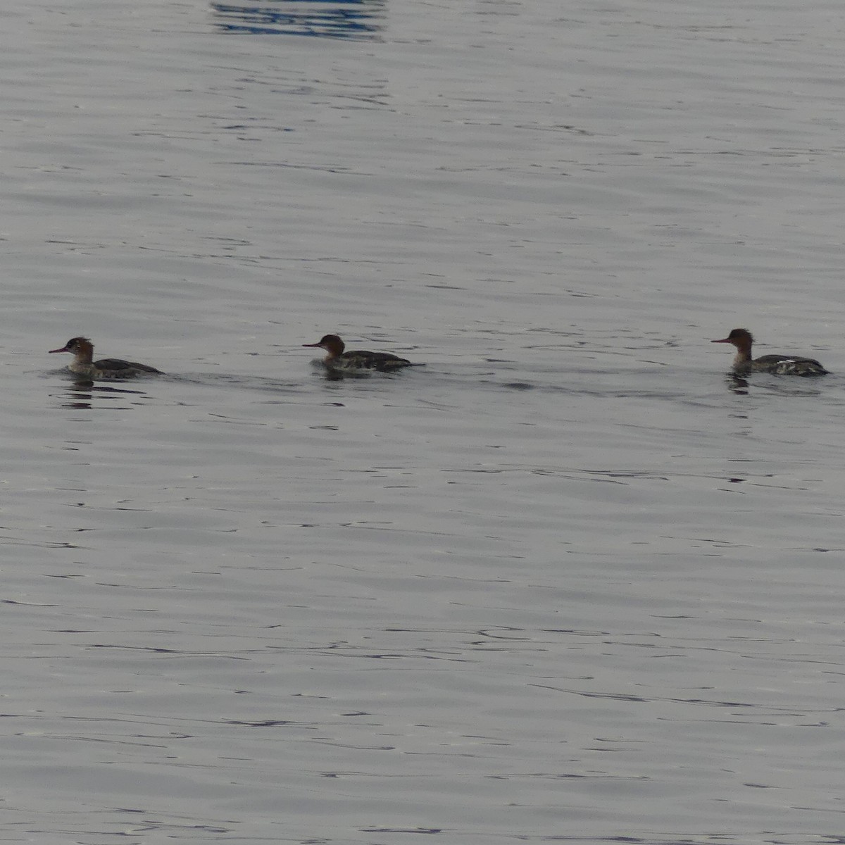 Red-breasted Merganser - Robert Arduini