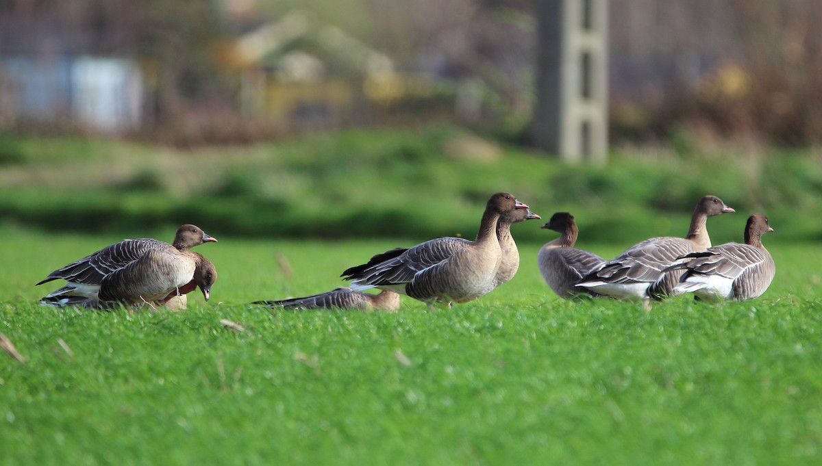 Pink-footed Goose - ML612715282
