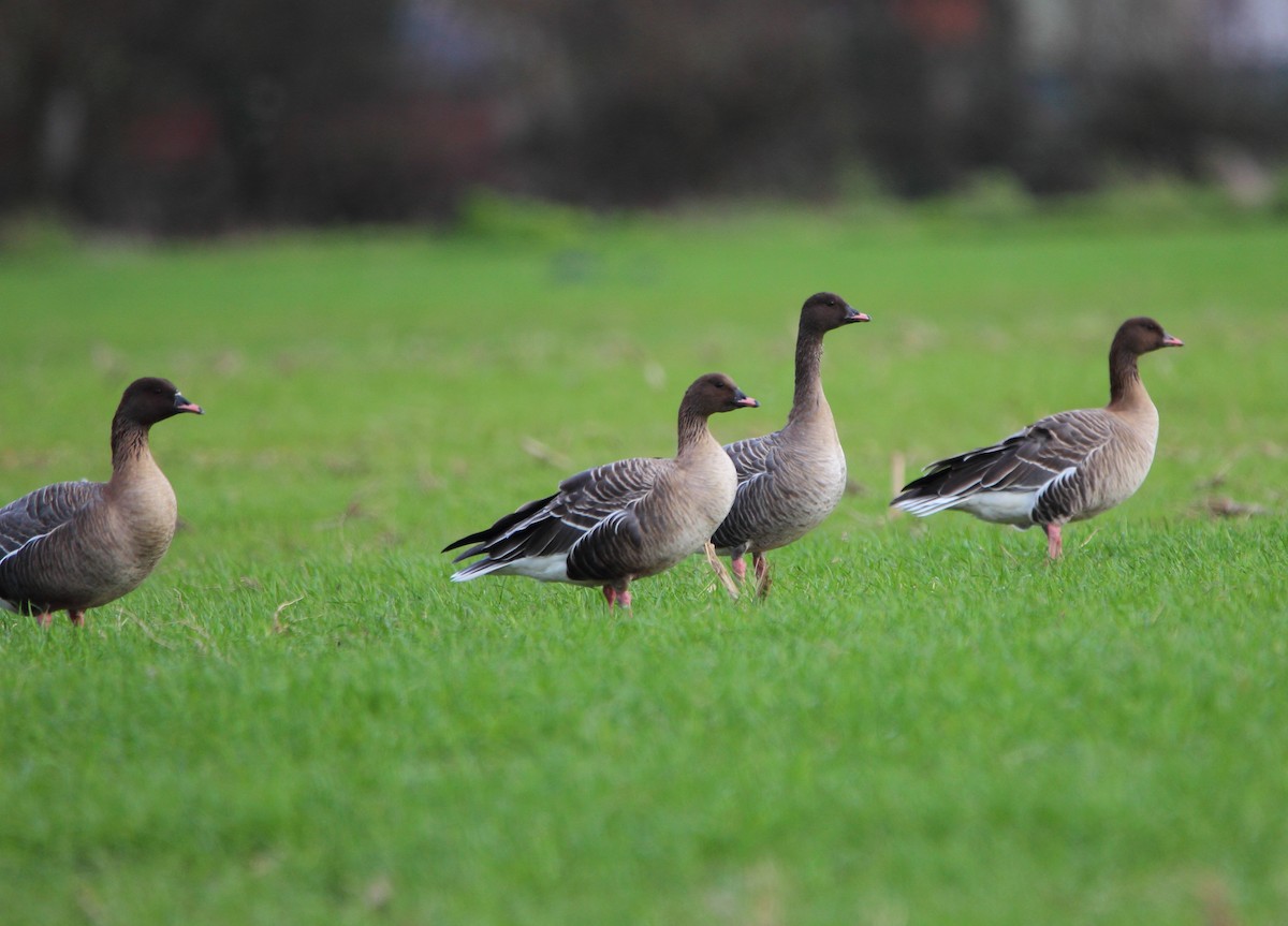 Pink-footed Goose - ML612715284