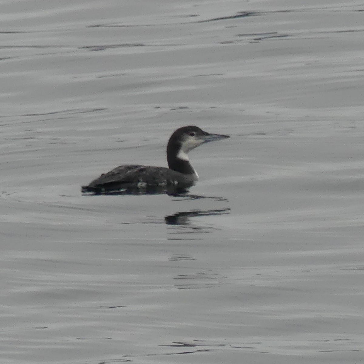 Common Loon - ML612715316