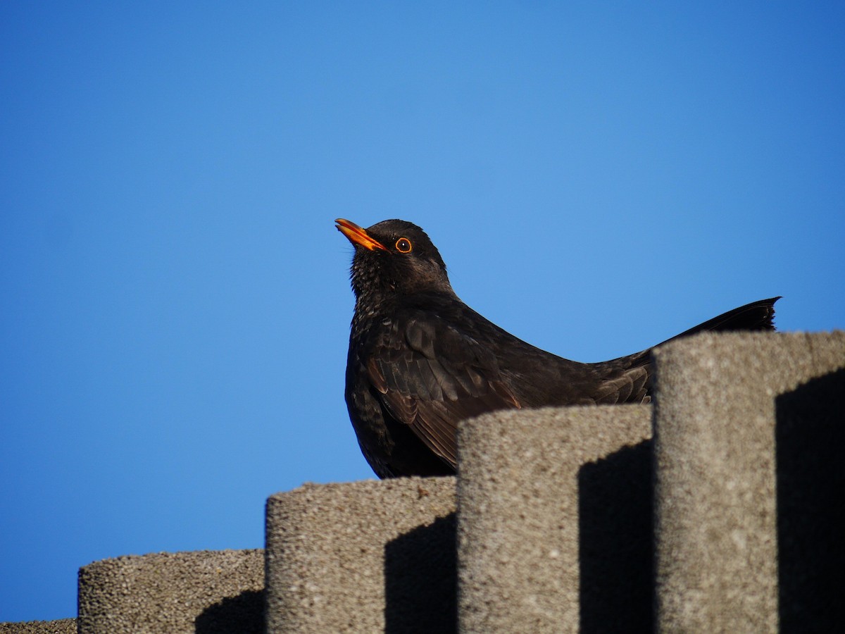 Eurasian Blackbird - ML612715322
