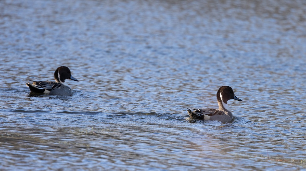 Northern Pintail - ML612715335