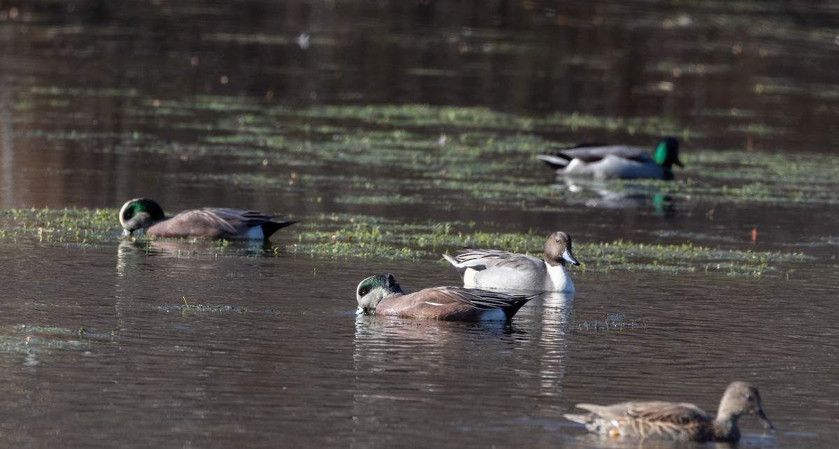 Northern Pintail - ML612715339