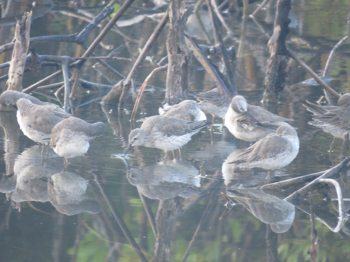 Stilt Sandpiper - ML612715344