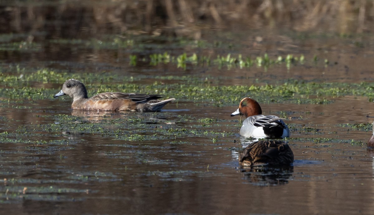 Canard siffleur - ML612715349