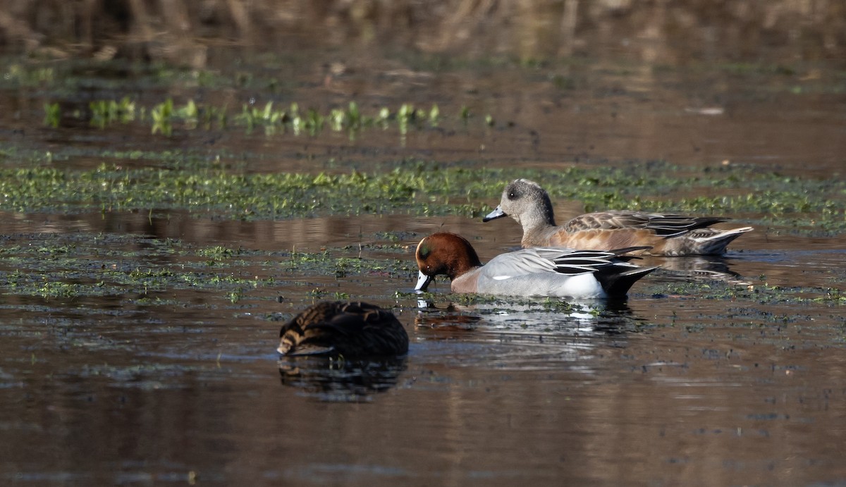 Canard siffleur - ML612715350