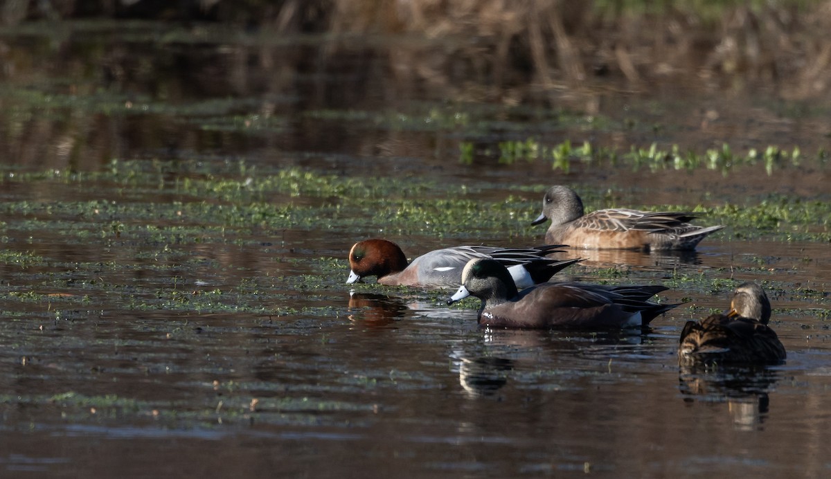 Eurasian Wigeon - ML612715352