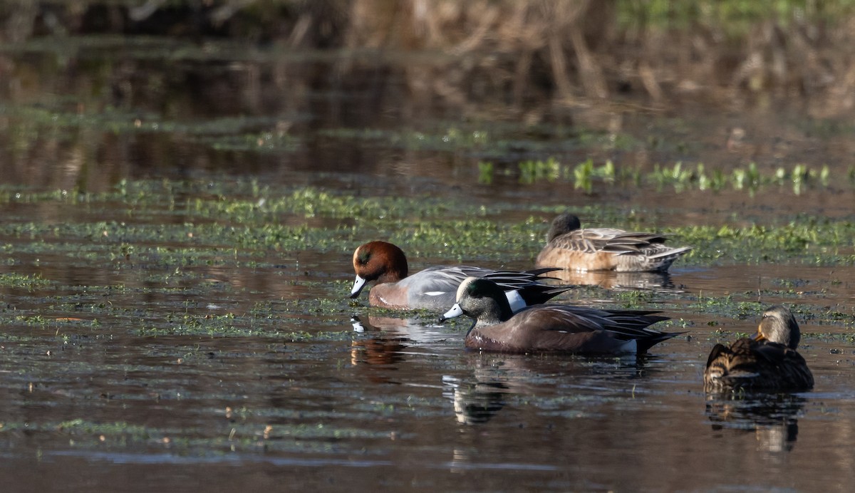 Eurasian Wigeon - Jay McGowan