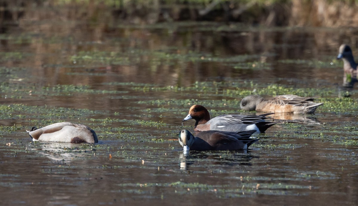 Eurasian Wigeon - ML612715357