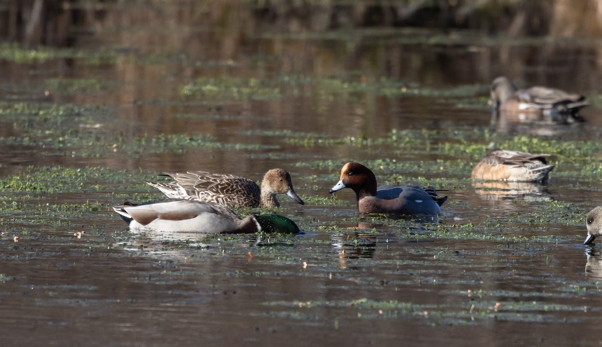 Eurasian Wigeon - ML612715365