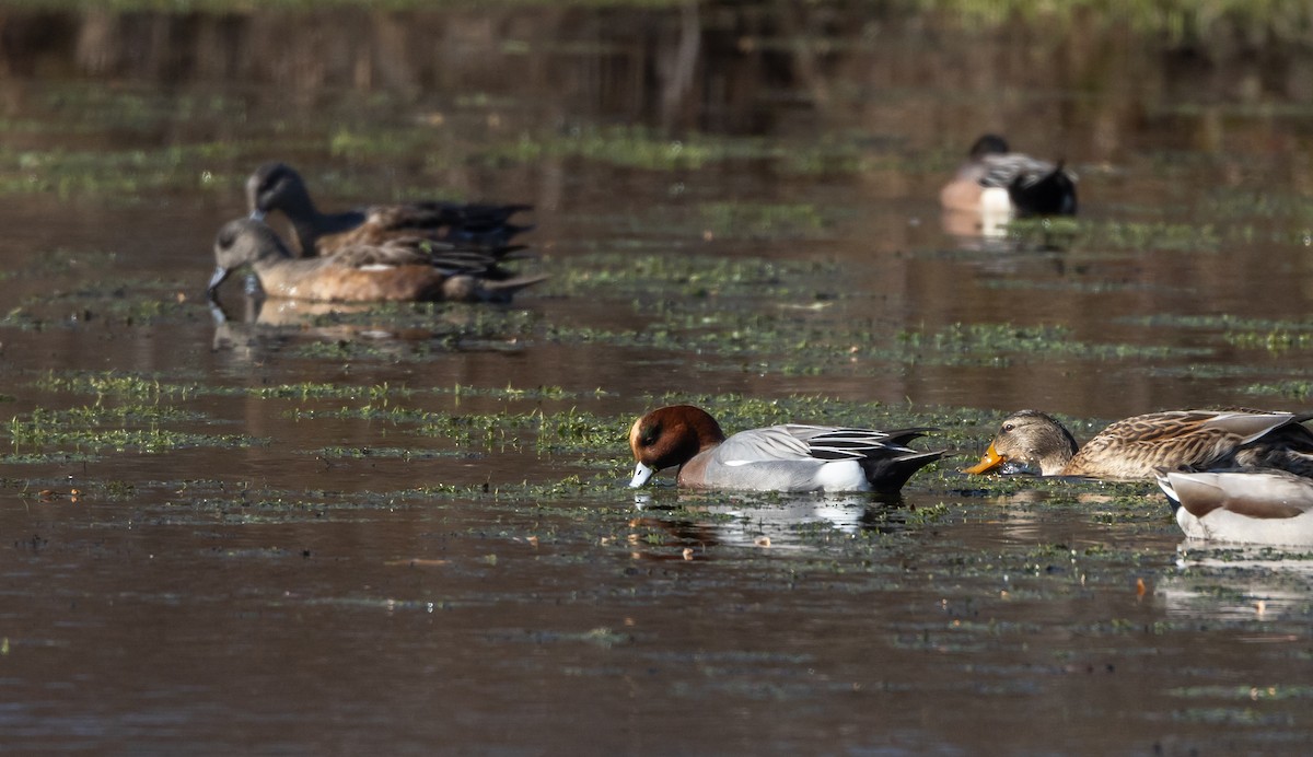 Eurasian Wigeon - ML612715366