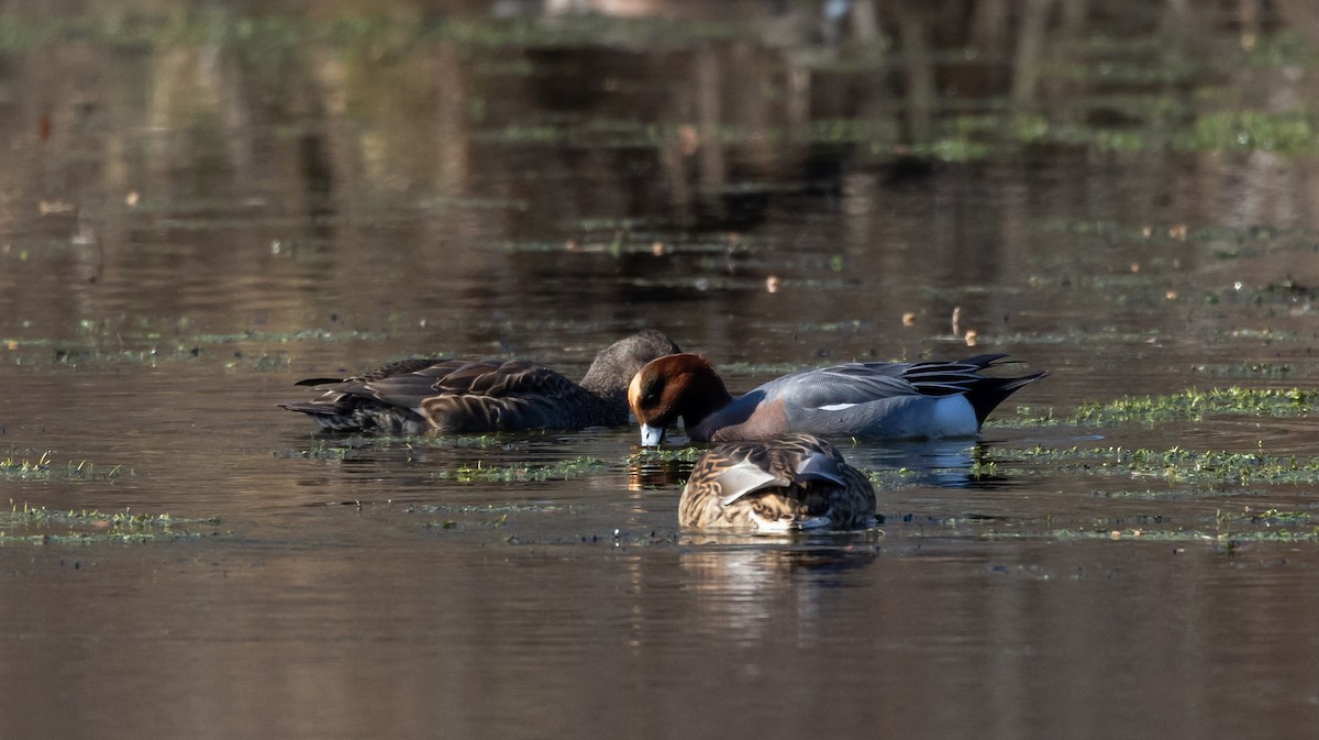 Eurasian Wigeon - ML612715369