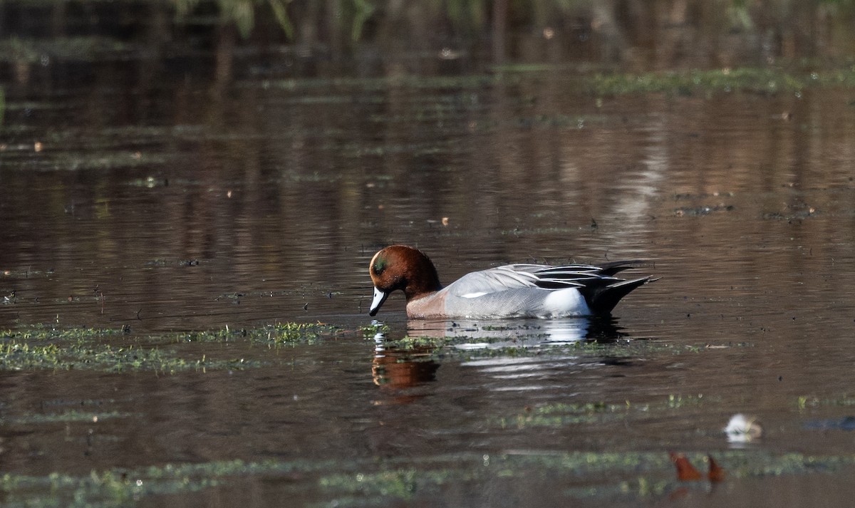 Eurasian Wigeon - ML612715380