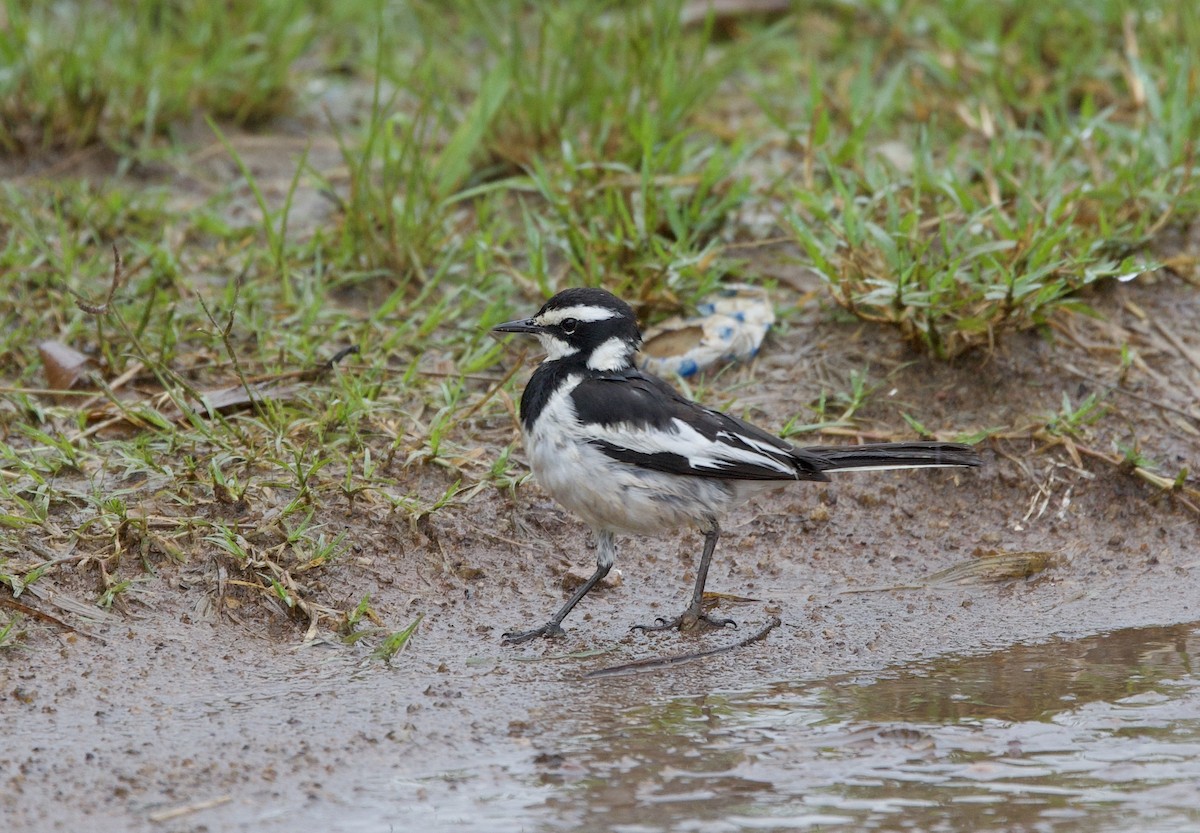 African Pied Wagtail - ML612715398