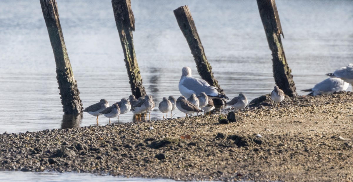 Greater Yellowlegs - Jay McGowan