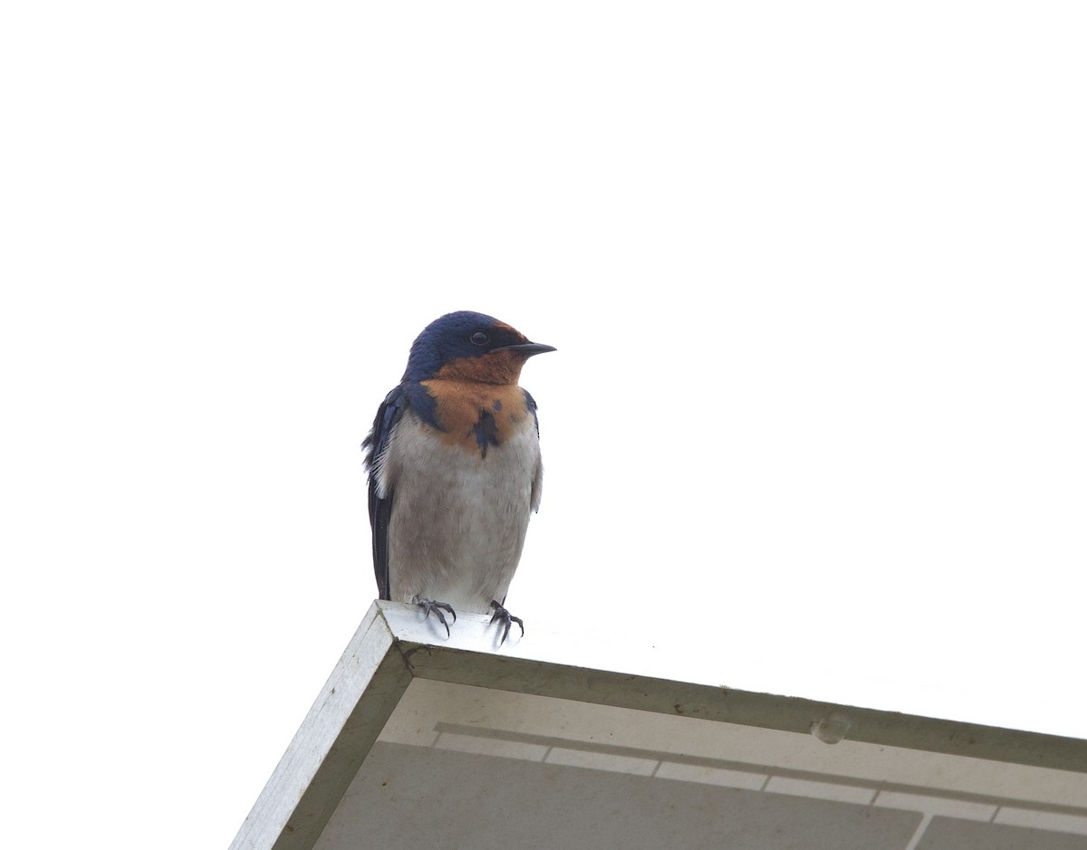 Angola Swallow - ML612715411
