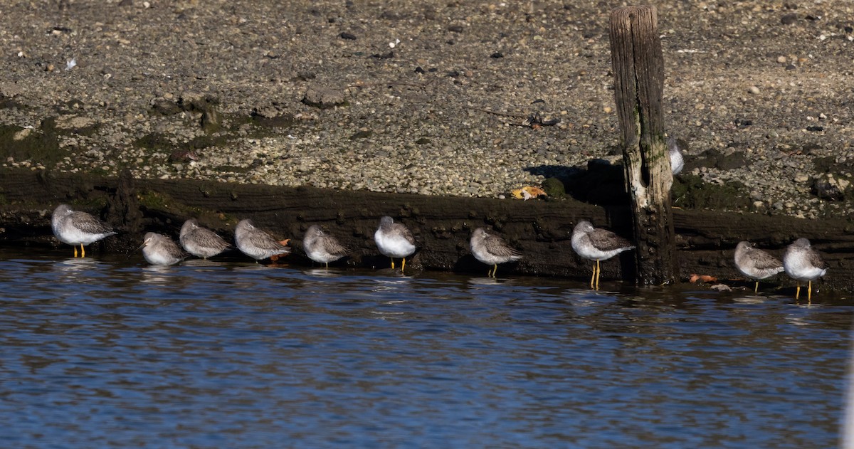 Long-billed Dowitcher - Jay McGowan