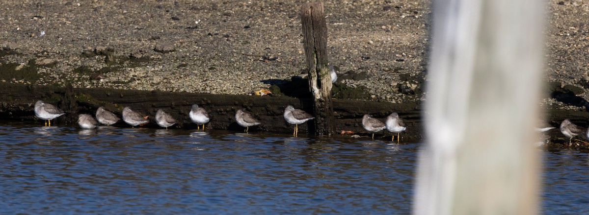 Long-billed Dowitcher - ML612715422