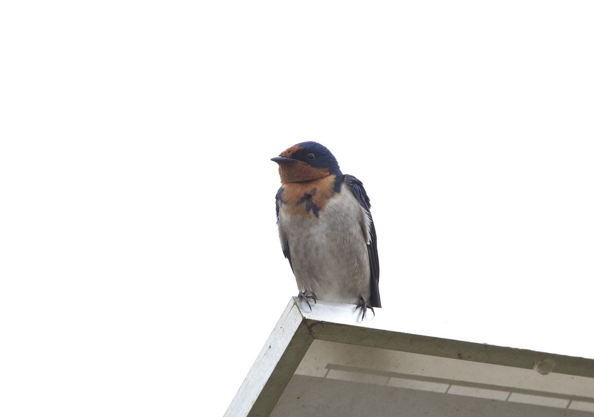 Angola Swallow - ML612715426