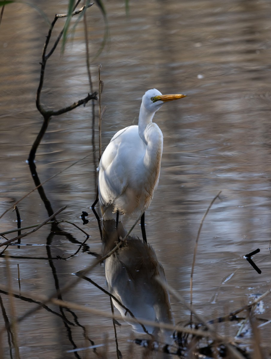 Great Egret - ML612715444