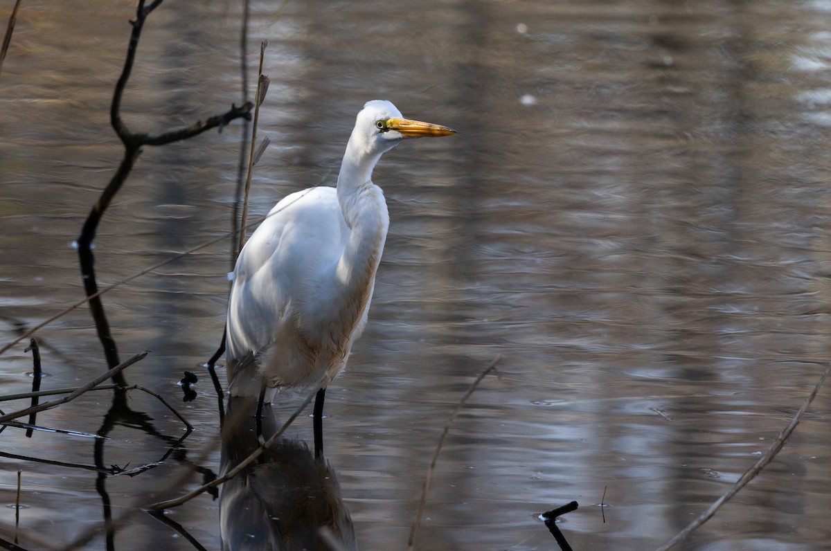 Great Egret - ML612715445