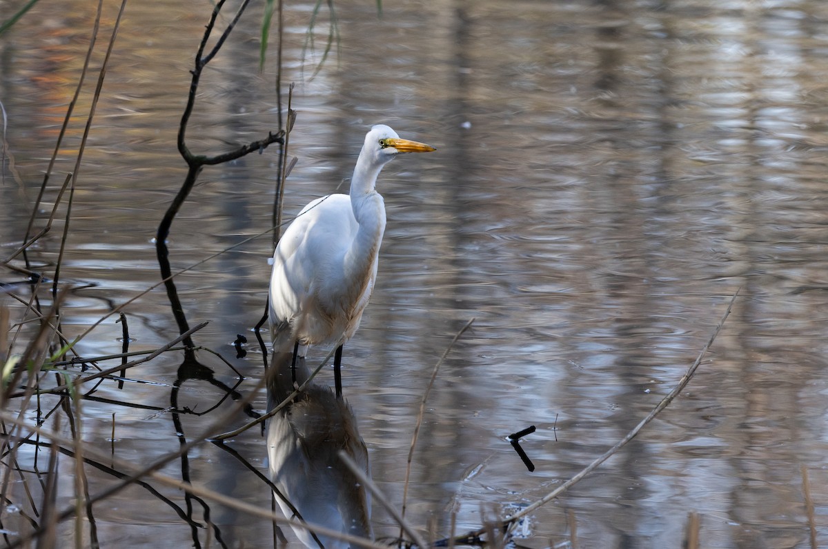 Great Egret - ML612715446