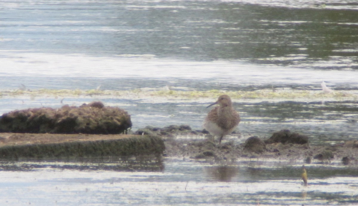 Pectoral Sandpiper - ML612715450