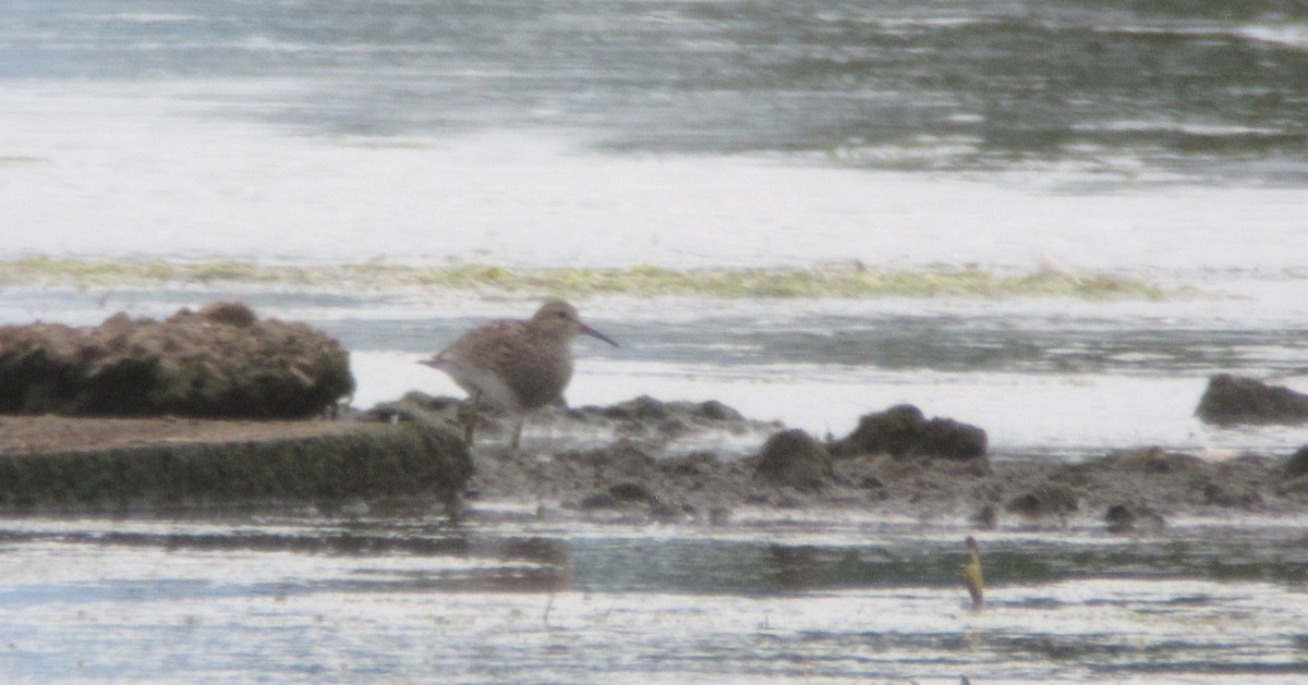 Pectoral Sandpiper - ML612715451