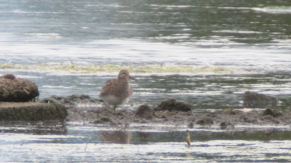 Pectoral Sandpiper - Jonathan Farooqi