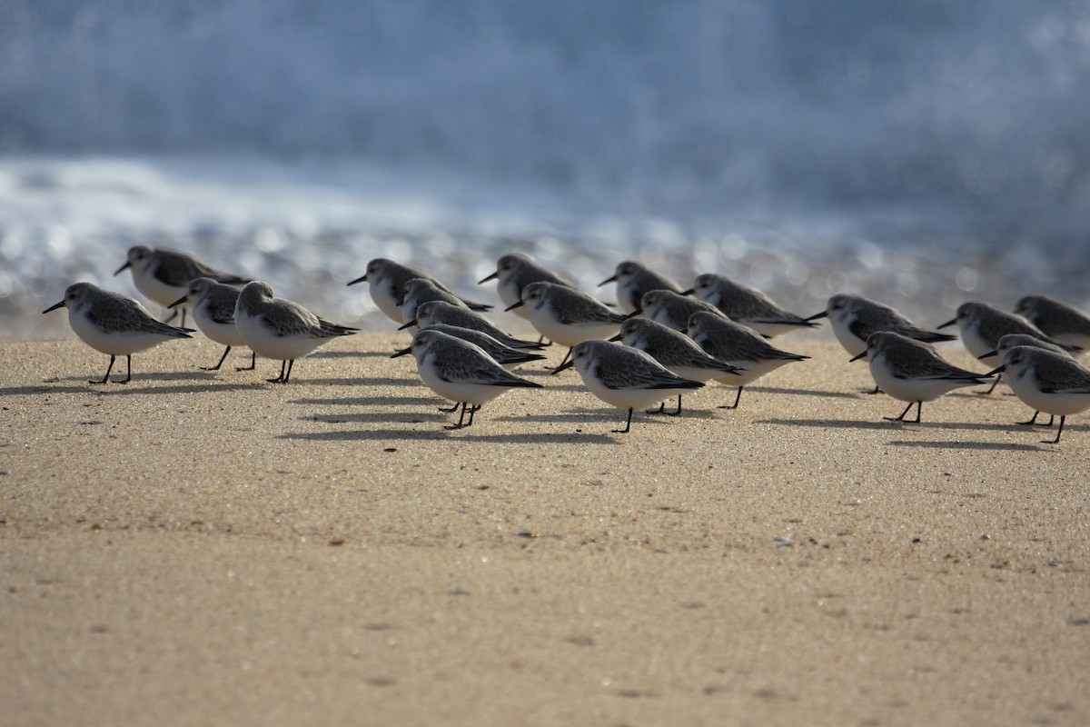 Sanderling - ML612715467