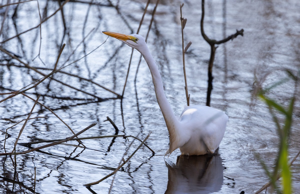 Great Egret - ML612715471