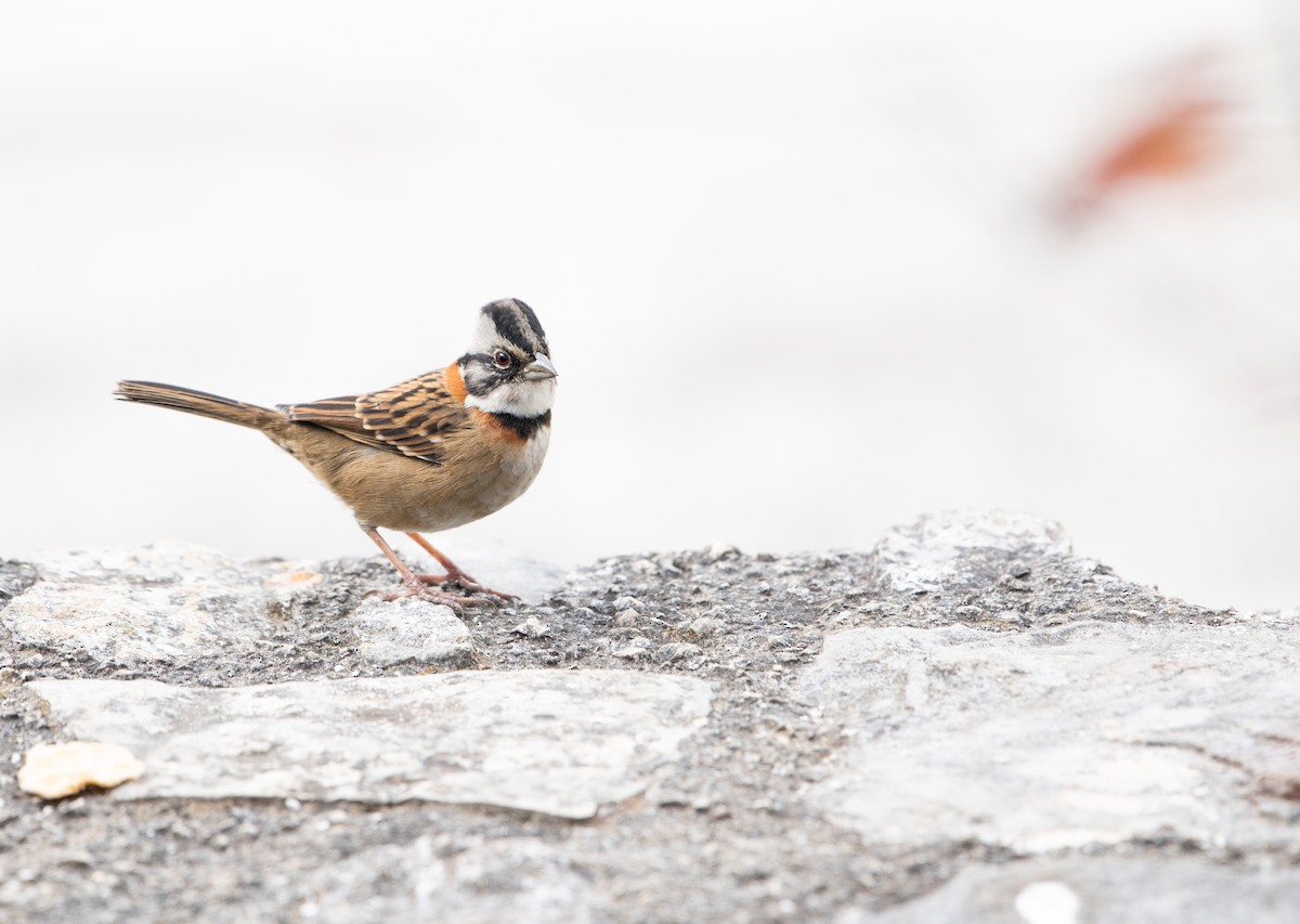 Rufous-collared Sparrow - ML612715477