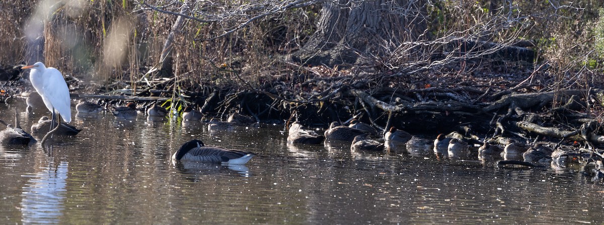 Green-winged Teal (American) - ML612715494