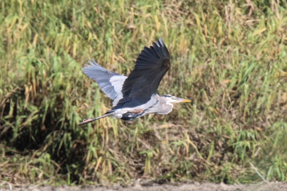 Garza Azulada - ML612715574