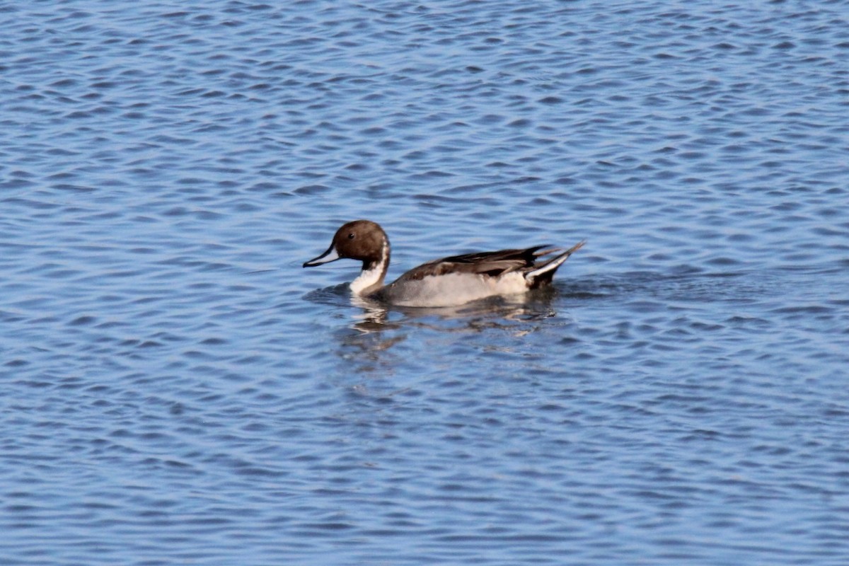 Northern Pintail - Jedediah Smith