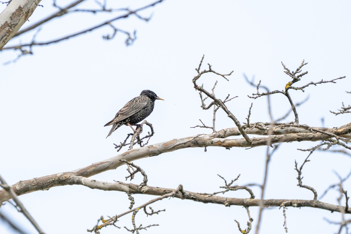 European Starling - ML612715825