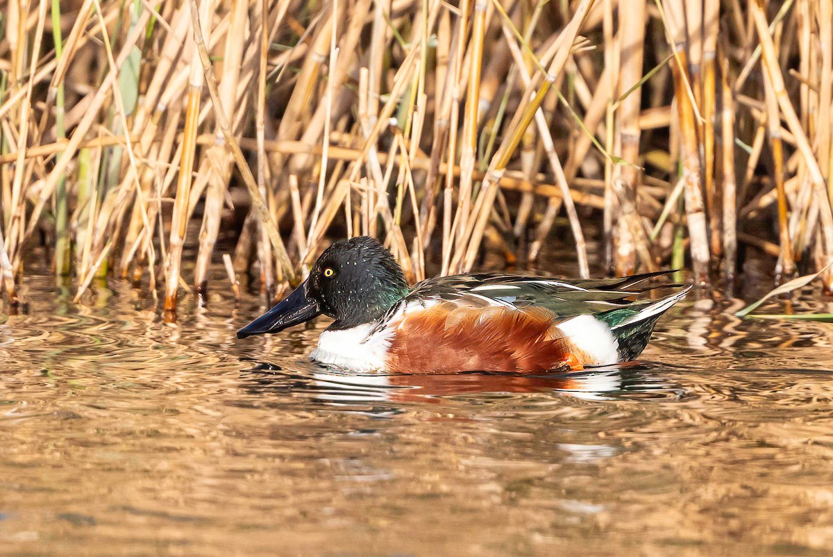 Canard souchet - ML612715832