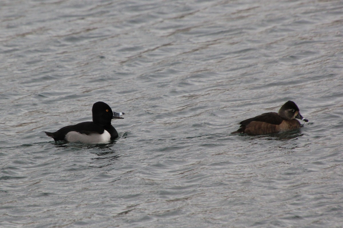 Ring-necked Duck - ML612715834