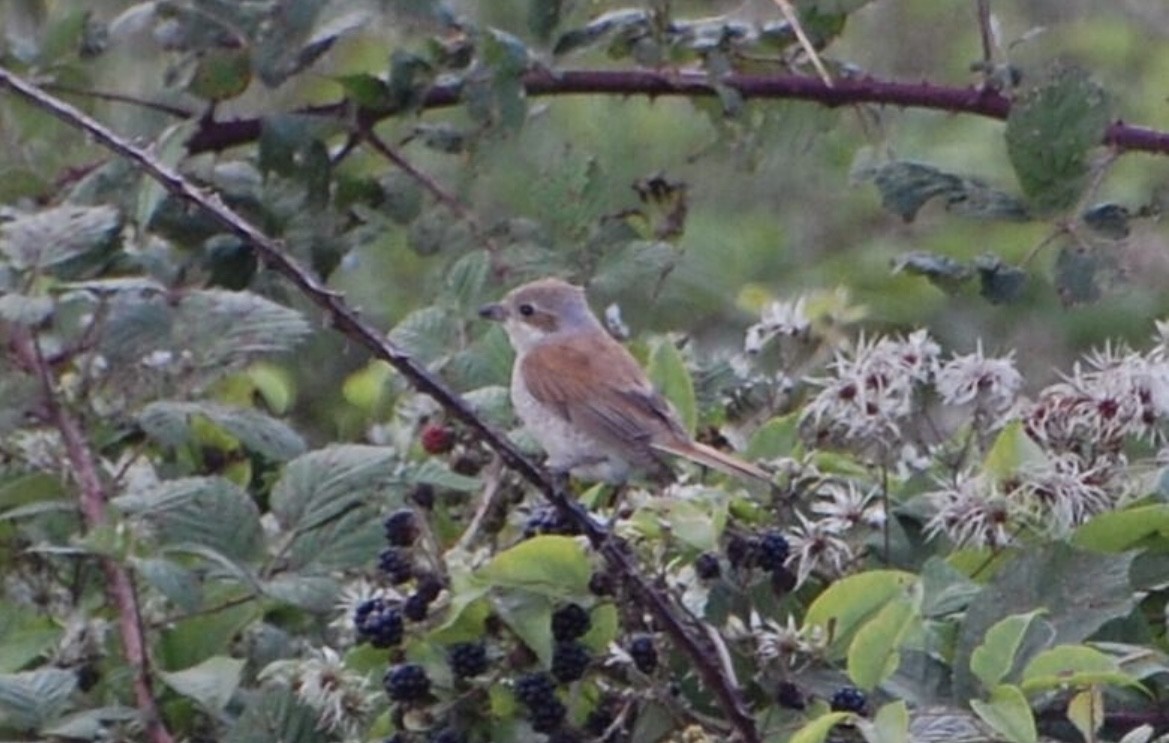 Red-backed Shrike - ML612715843