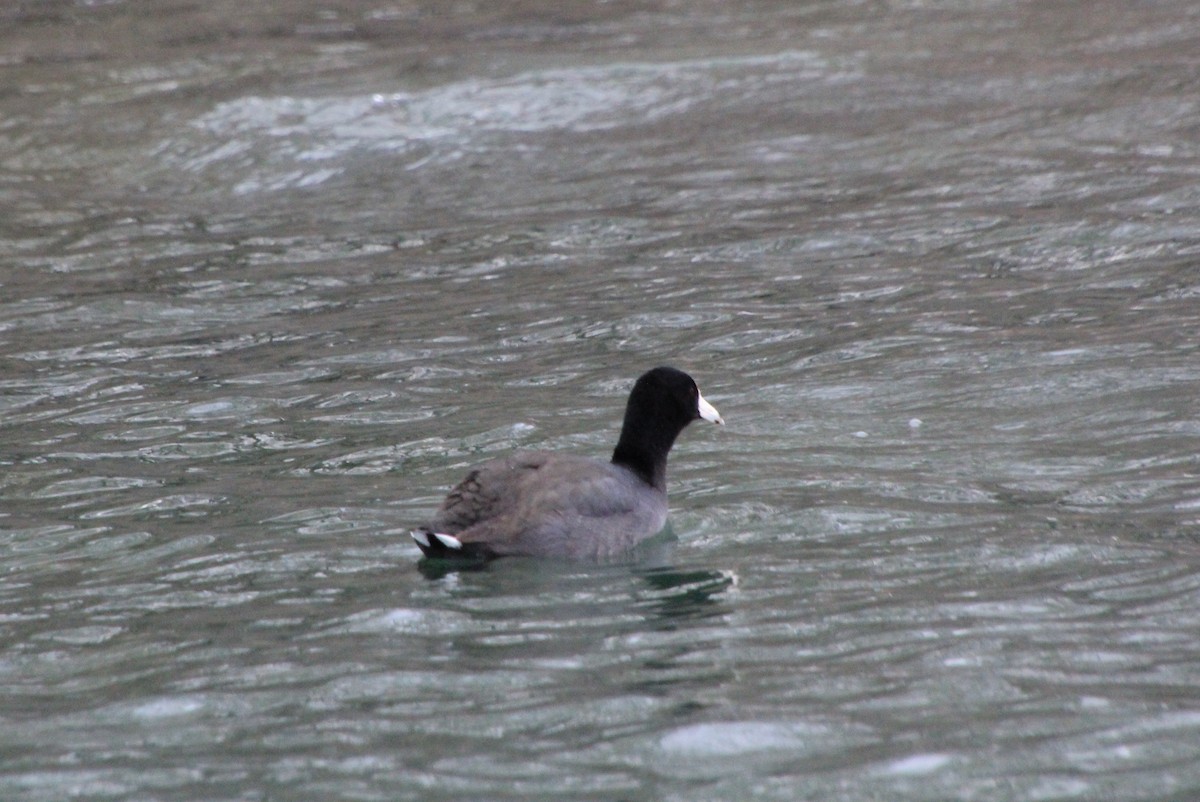 American Coot - ML612715851