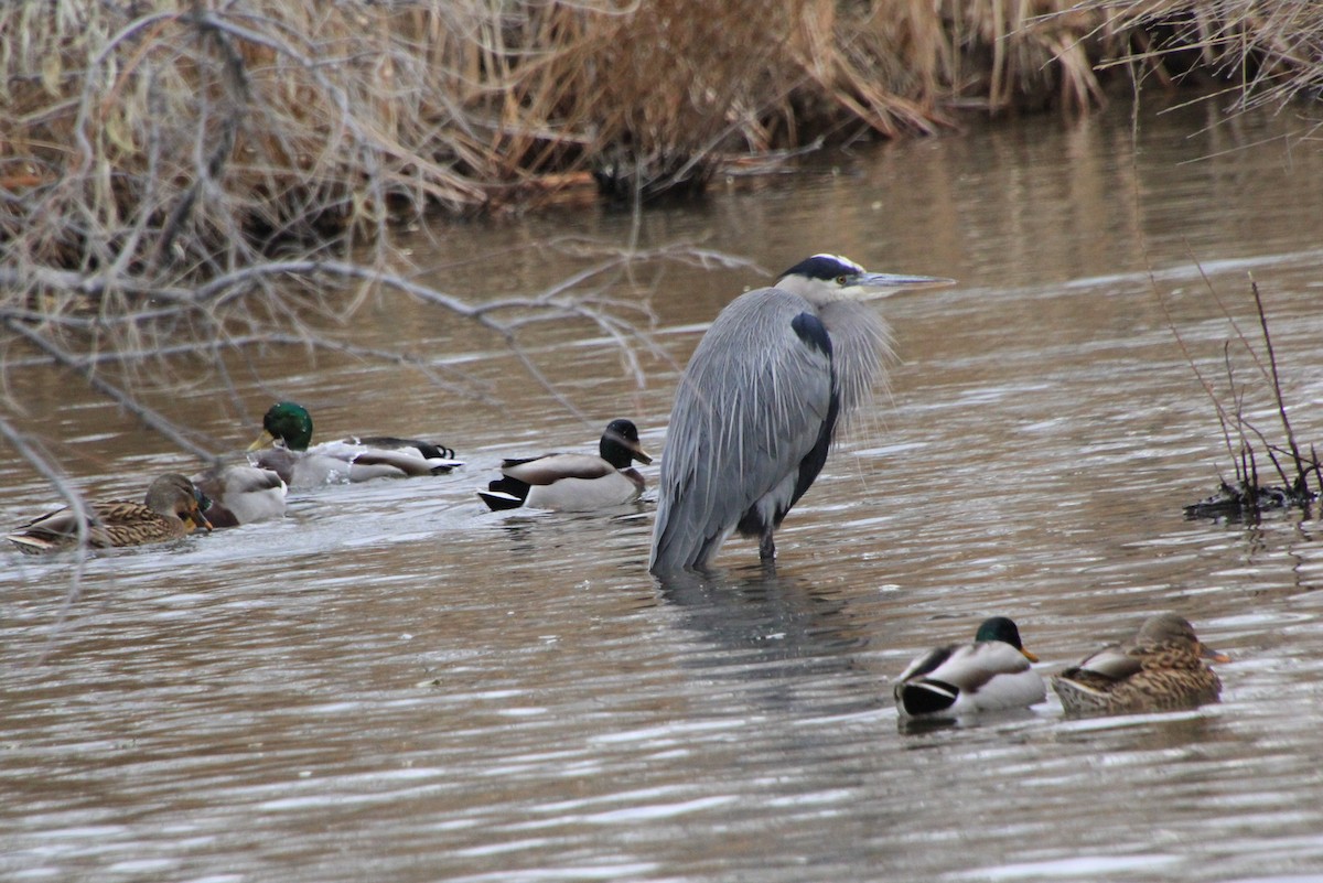 Great Blue Heron - ML612715855